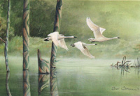Signature of the Swan