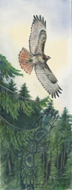 Redtailed Hawk