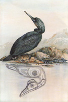 Cormorant