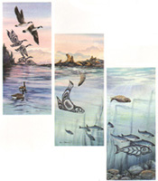 Sky to Sea