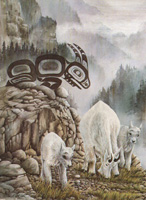 Mountain Goat