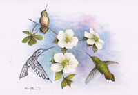 Hummingbird & Dogwood