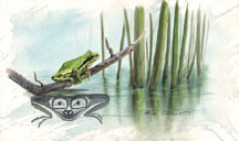 Pacific Tree Frog