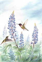 Field of Lupines