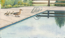 Swimming Lessons